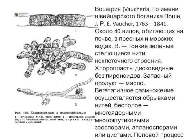 Вошерия (Vaucheria, по имени швейцарского ботаника Воше, J. Р. É. Vaucher,