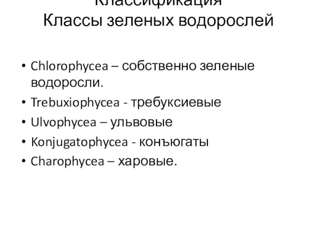 Классификация Классы зеленых водорослей Chlorophycea – собственно зеленые водоросли. Trebuxiophycea -