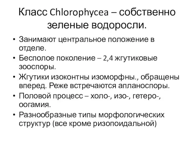 Класс Chlorophycea – собственно зеленые водоросли. Занимают центральное положение в отделе.