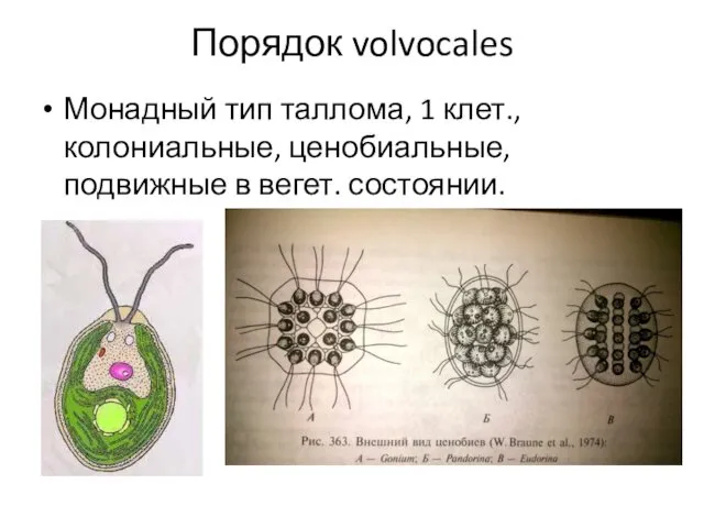 Монадный тип таллома, 1 клет., колониальные, ценобиальные, подвижные в вегет. состоянии. Порядок volvocales