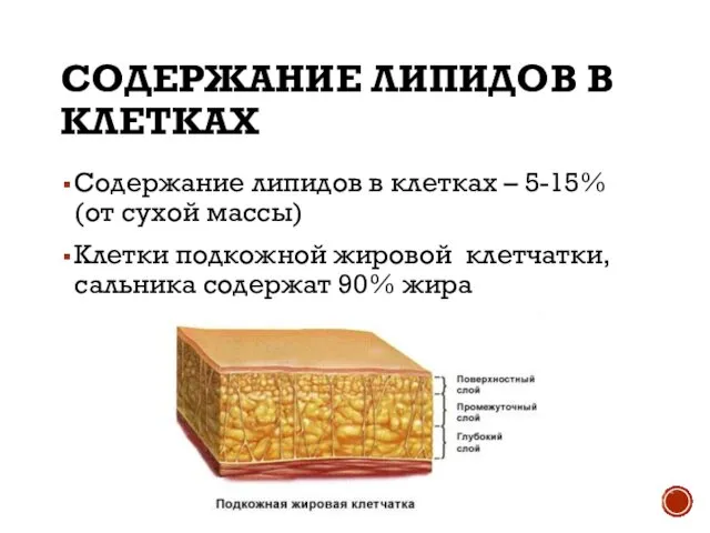 СОДЕРЖАНИЕ ЛИПИДОВ В КЛЕТКАХ Содержание липидов в клетках – 5-15% (от