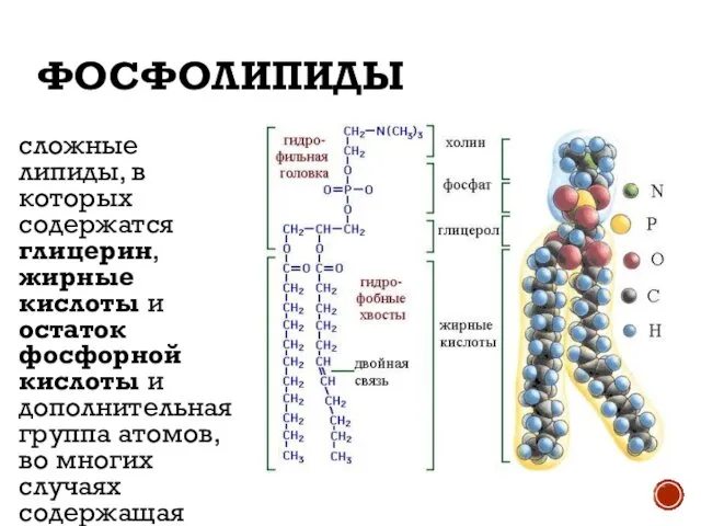 ФОСФОЛИПИДЫ сложные липиды, в которых содержатся глицерин, жирные кислоты и остаток