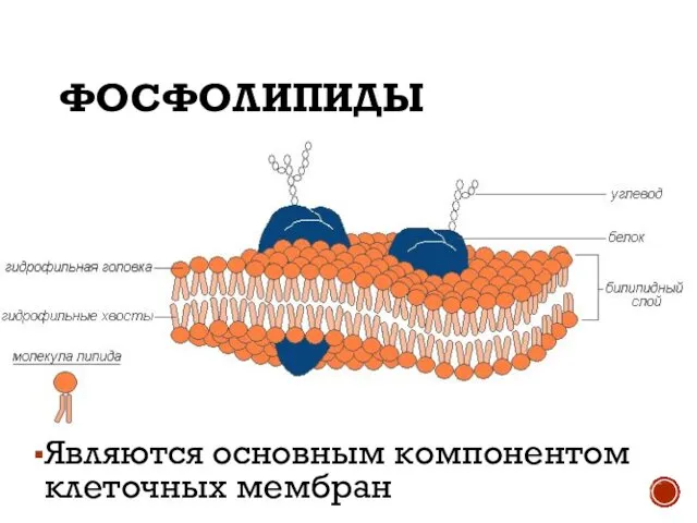 ФОСФОЛИПИДЫ Являются основным компонентом клеточных мембран