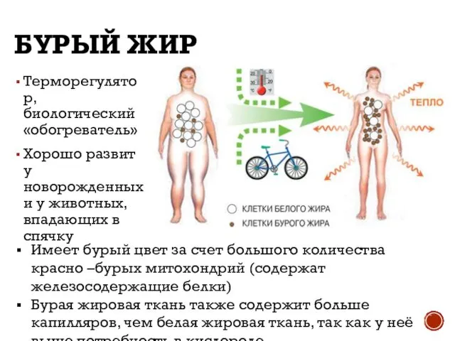 БУРЫЙ ЖИР Терморегулятор, биологический «обогреватель» Хорошо развит у новорожденных и у