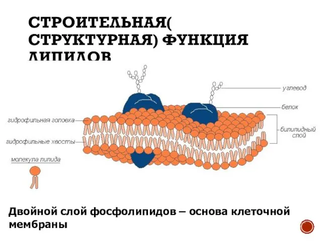 СТРОИТЕЛЬНАЯ( СТРУКТУРНАЯ) ФУНКЦИЯ ЛИПИДОВ Двойной слой фосфолипидов – основа клеточной мембраны