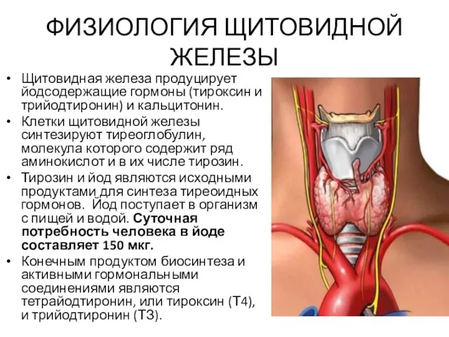 ФИЗИОЛОГИЯ ЩИТОВИДНОЙ ЖЕЛЕЗЫ Щитовидная железа продуцирует йодсодержащие гормоны (тироксин и трийодтиронин)