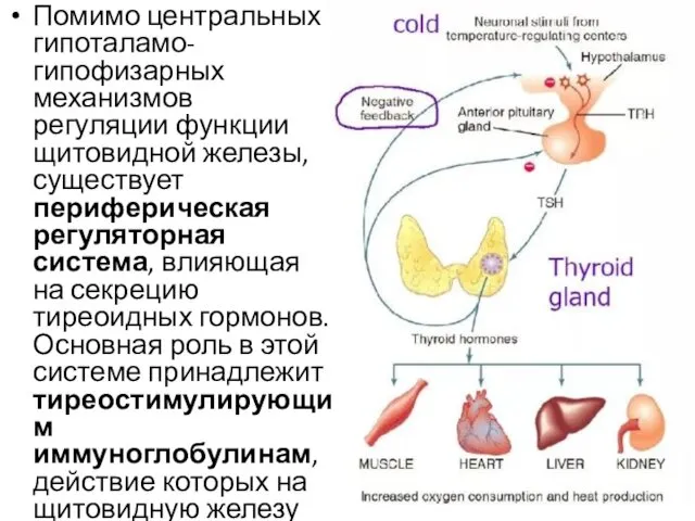 Помимо центральных гипоталамо-гипофизарных механизмов регуляции функции щитовидной железы, существует периферическая регуляторная