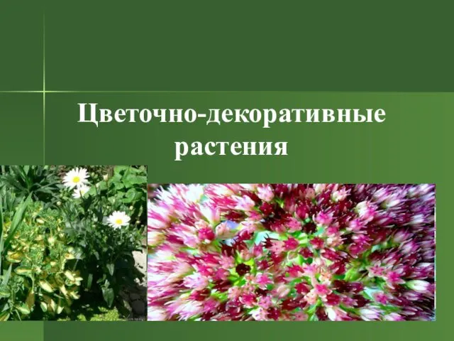 Цветочно-декоративные растения