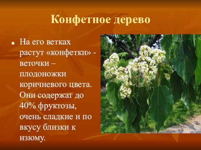 Конфетное дерево На его ветках растут «конфетки» - веточки –плодоножки коричневого