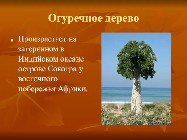 Огуречное дерево Произрастает на затерянном в Индийском океане острове Сокотра у восточного побережья Африки.