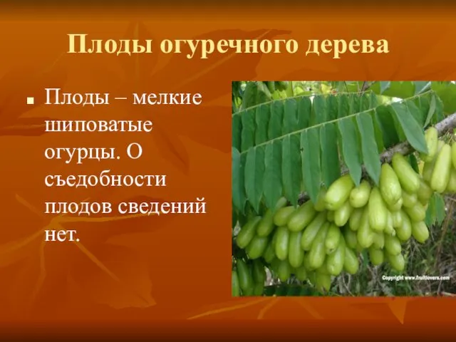 Плоды огуречного дерева Плоды – мелкие шиповатые огурцы. О съедобности плодов сведений нет.