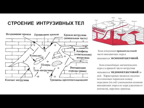 СТРОЕНИЕ ИНТРУЗИВНЫХ ТЕЛ Зона изменения приконтактовой части вмещающих пород называется экзоконтактовой.