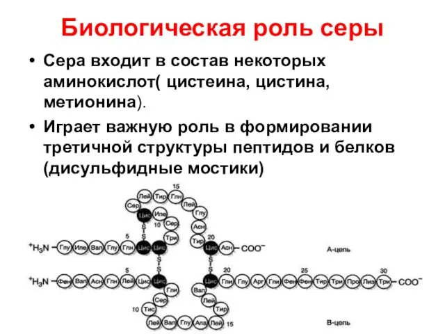 Биологическая роль серы Сера входит в состав некоторых аминокислот( цистеина, цистина,