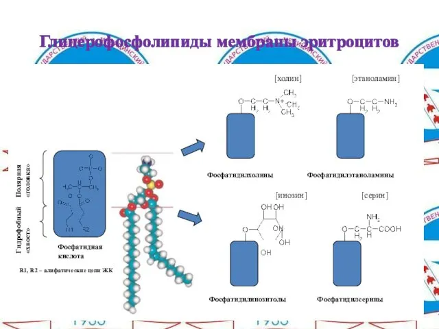 Глицерофосфолипиды мембраны эритроцитов Фосфатидная кислота Полярная «головка» Гидрофобный «хвост» R1, R2 – алифатические цепи ЖК