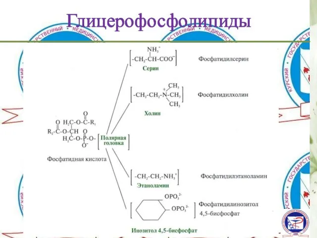 Глицерофосфолипиды