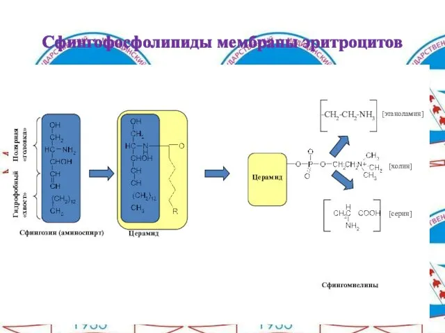 Сфингофосфолипиды мембраны эритроцитов Полярная «головка» Гидрофобный «хвост» Сфингозин (аминоспирт) Церамид Церамид Сфингомиелины [холин]