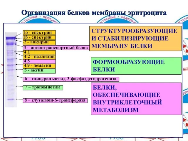 1α - спектрин 1β - спектрин 2 - анкирин 3 –