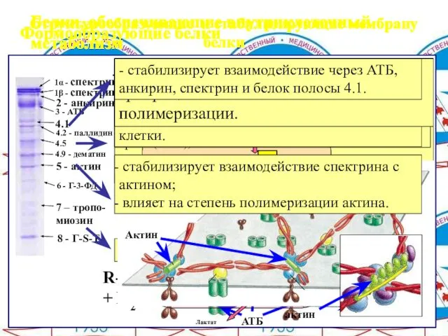 Структурообразующие и стабилизирующие мембрану белки Формообразующие белки Белки, обеспечивающие внутриклеточный метаболизм