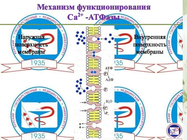 Механизм функционирования Са2+ -АТФазы Наружная поверхность мембраны Внутренняя поверхность мембраны