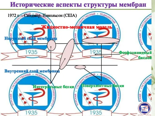 Исторические аспекты структуры мембран 1972 г. – Синджер, Никольсон (США) Жидкостно-мозаичная