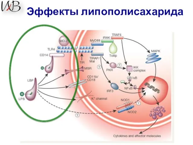 Эффекты липополисахарида