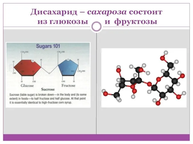 Дисахарид – сахароза состоит из глюкозы и фруктозы