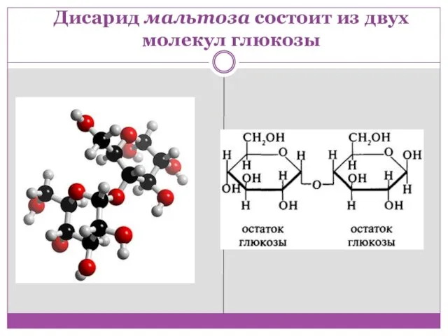 Дисарид мальтоза состоит из двух молекул глюкозы