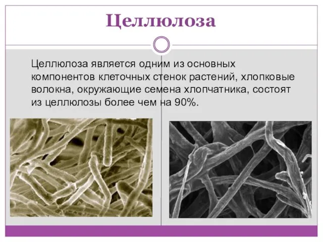 Целлюлоза Целлюлоза является одним из основных компонентов клеточных стенок растений, хлопковые