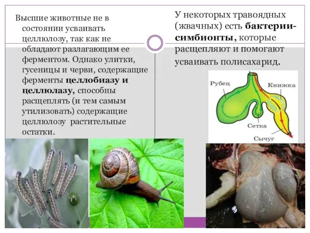 Высшие животные не в состоянии усваивать целлюлозу, так как не обладают