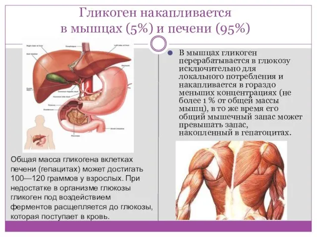 Гликоген накапливается в мышцах (5%) и печени (95%) Общая масса гликогена