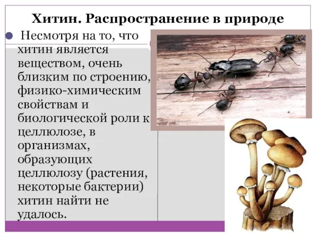 Хитин. Распространение в природе Несмотря на то, что хитин является веществом,