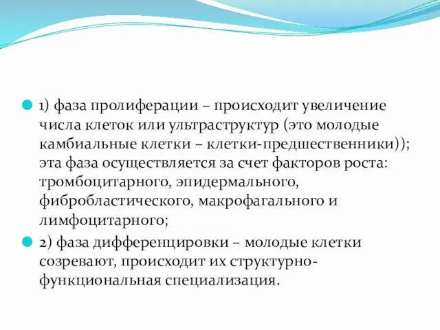 1) фаза пролиферации – происходит увеличение числа клеток или ультраструктур (это