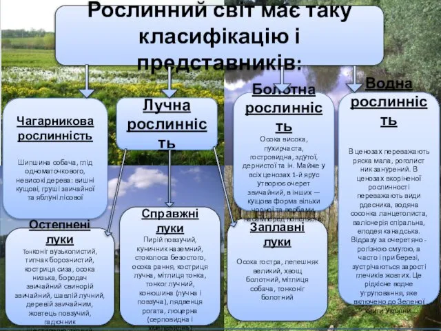 Рослинний світ має таку класифікацію і представників: Чагарникова рослинність Шипшина собача,