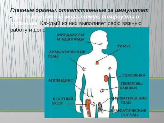 Главные органы, ответственные за иммунитет, - красный костный мозг, тимус, лимфоузлы