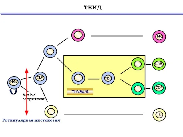 THYMUS CLP NK CD8 B HSC Myeloid compartment ТКИД CD4 CD3