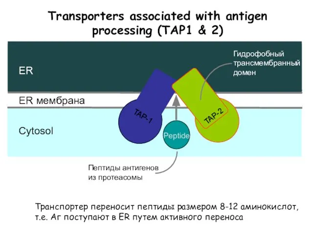 Transporters associated with antigen processing (TAP1 & 2) Транспортер переносит пептиды