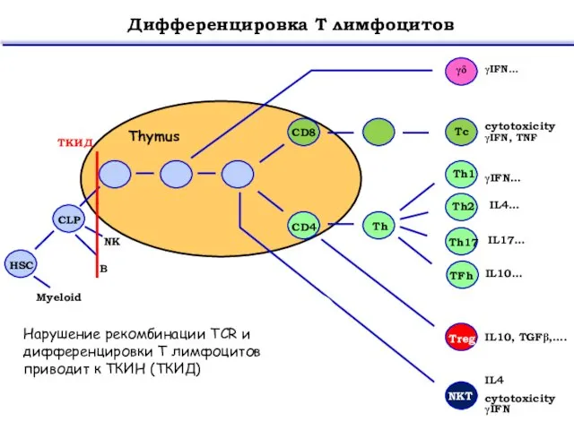CD8 CD4 Thymus HSC CLP Myeloid Treg IL10, TGFβ,…. Дифференцировка Т