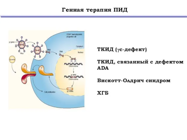 Генная терапия ПИД ТКИД (γc-дефект) ТКИД, связанный с дефектом ADA Вискотт-Олдрич синдром ХГБ