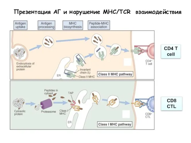 Презентация АГ и нарушение МНС/TCR взаимодействия CD4 T cell CD8 CTL