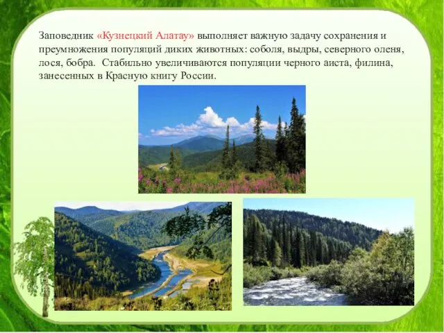 Заповедник «Кузнецкий Алатау» выполняет важную задачу сохранения и преумножения популяций диких