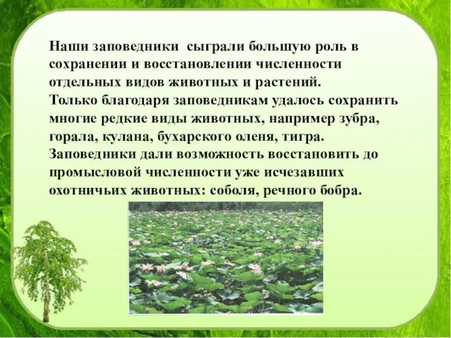 Наши заповедники сыграли большую роль в сохранении и восстановлении численности отдельных