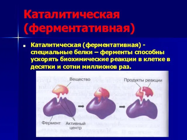 Каталитическая (ферментативная) Каталитическая (ферментативная) - специальные белки – ферменты способны ускорять