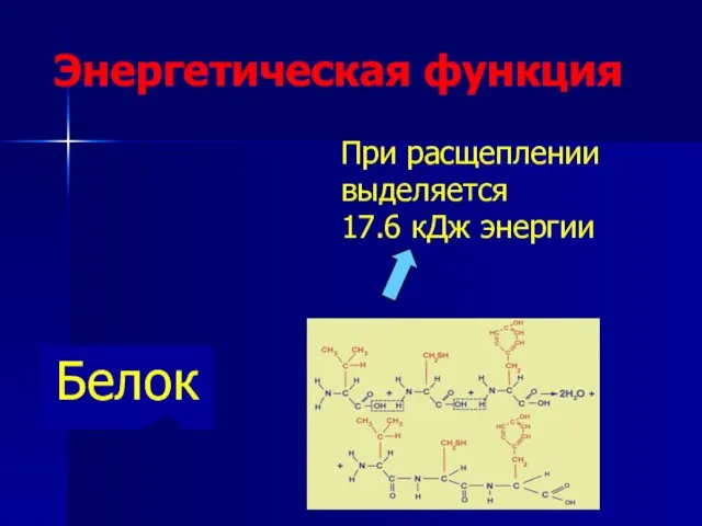 При расщеплении выделяется 17.6 кДж энергии Белок Энергетическая функция