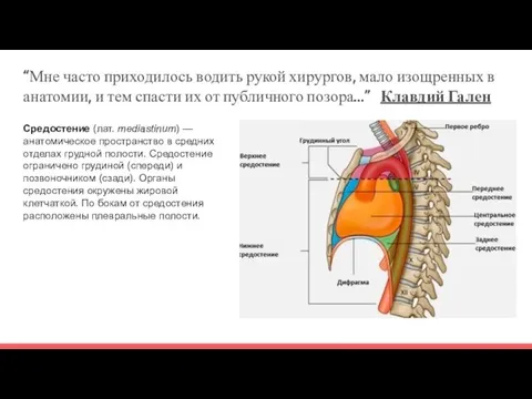 “Мне часто приходилось водить рукой хирургов, мало изощренных в анатомии, и