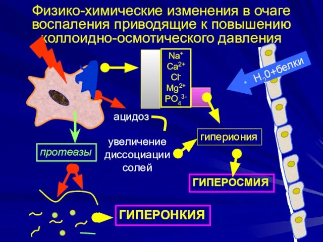 Физико-химические изменения в очаге воспаления приводящие к повышению коллоидно-осмотического давления гипериония