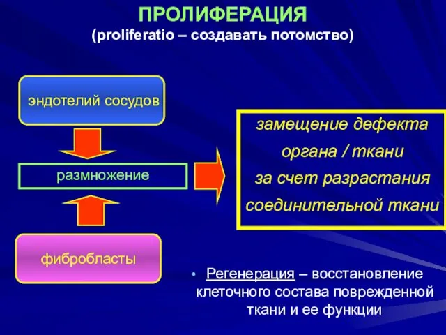 ПРОЛИФЕРАЦИЯ (proliferatio – создавать потомство) эндотелий сосудов фибробласты размножение замещение дефекта