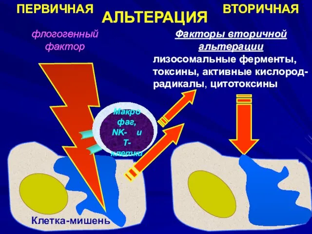 ВТОРИЧНАЯ флогогенный фактор Клетка-мишень 2 АЛЬТЕРАЦИЯ ПЕРВИЧНАЯ Клетка-мишень Факторы вторичной альтерации