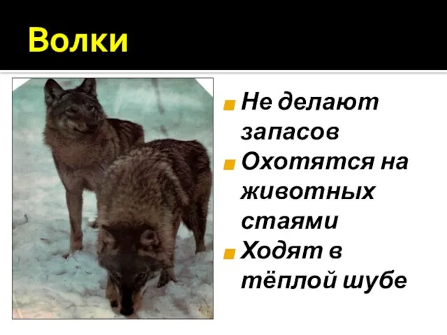 Волки Не делают запасов Охотятся на животных стаями Ходят в тёплой шубе