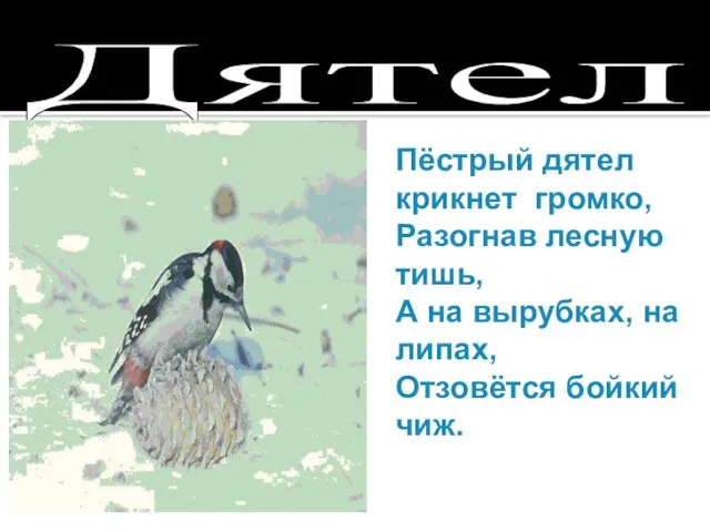 Дятел Пёстрый дятел крикнет громко, Разогнав лесную тишь, А на вырубках, на липах, Отзовётся бойкий чиж.