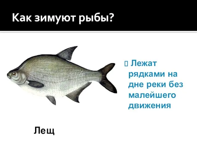 Как зимуют рыбы? Лещ Лежат рядками на дне реки без малейшего движения